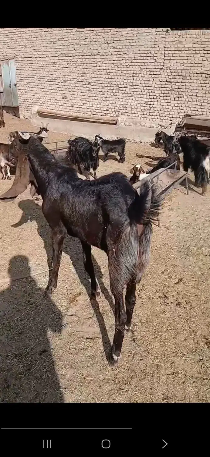 نربز پاکستانی جهت معاوضه با میش یا بره ماده|حیوانات مزرعه|پاکدشت, پارچین|دیوار