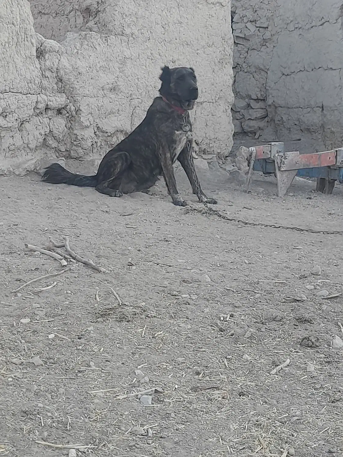 ماده خراسانی|سگ|حسن آباد, |دیوار