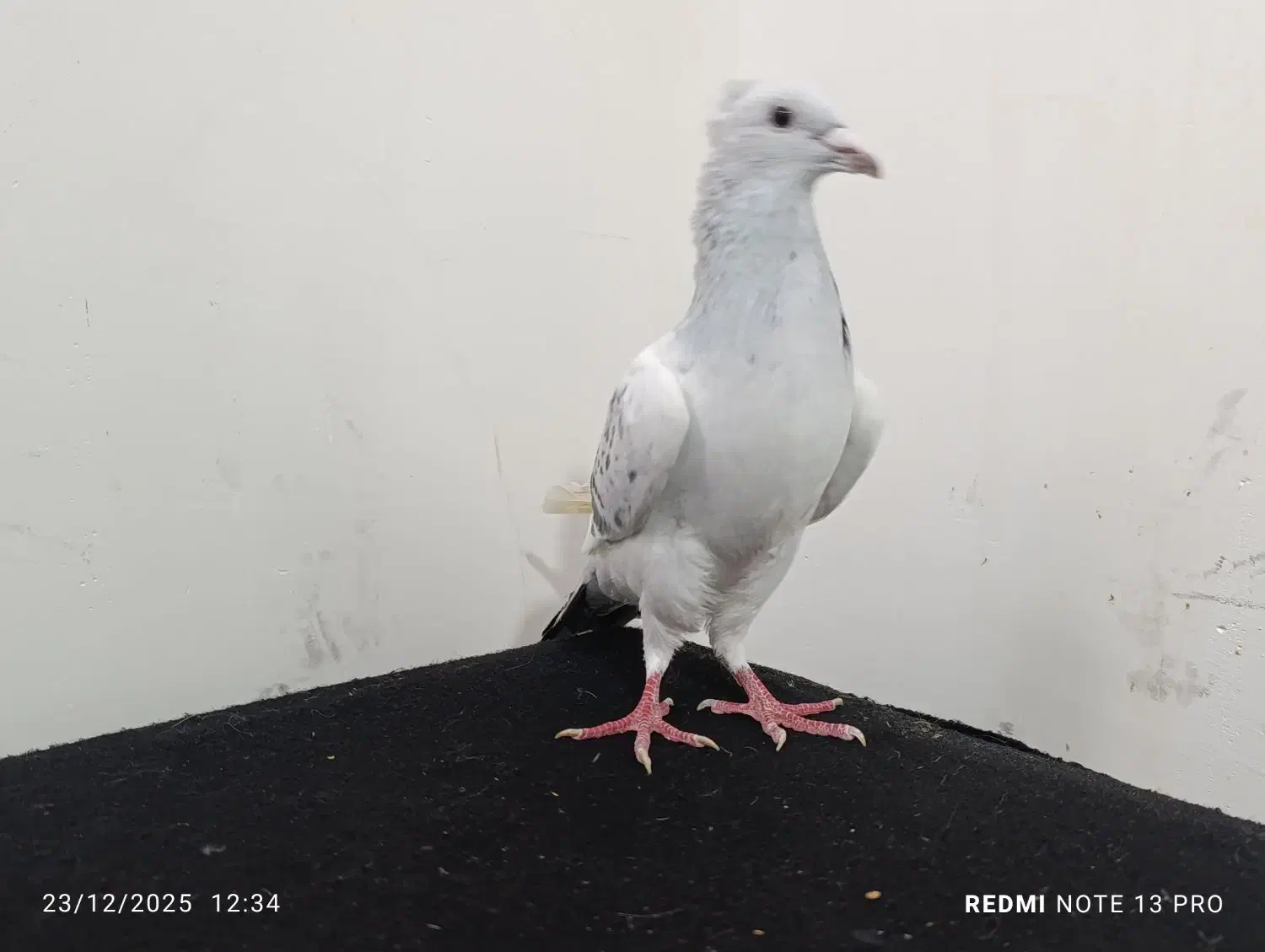 مینا شامی|پرنده|تربت‌حیدریه, حسنی بالا|دیوار