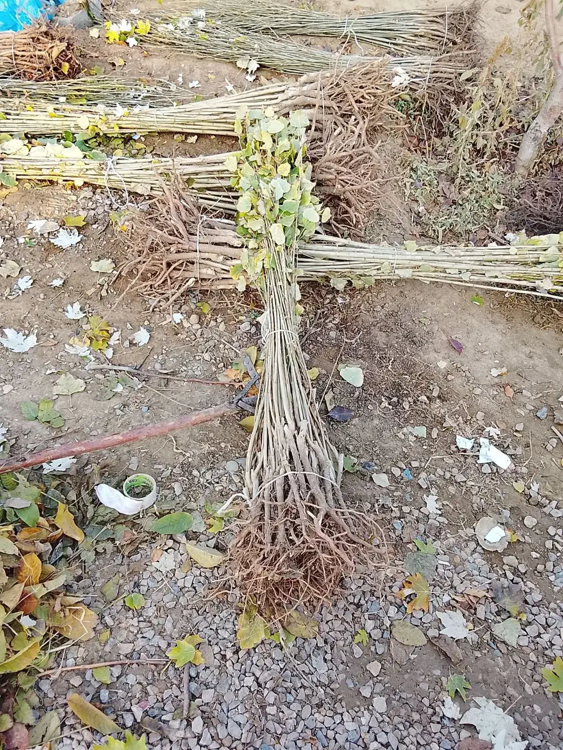صنوبرتبریزی و...نیگرا|خدمات باغبانی و درختکاری|بانه, |دیوار