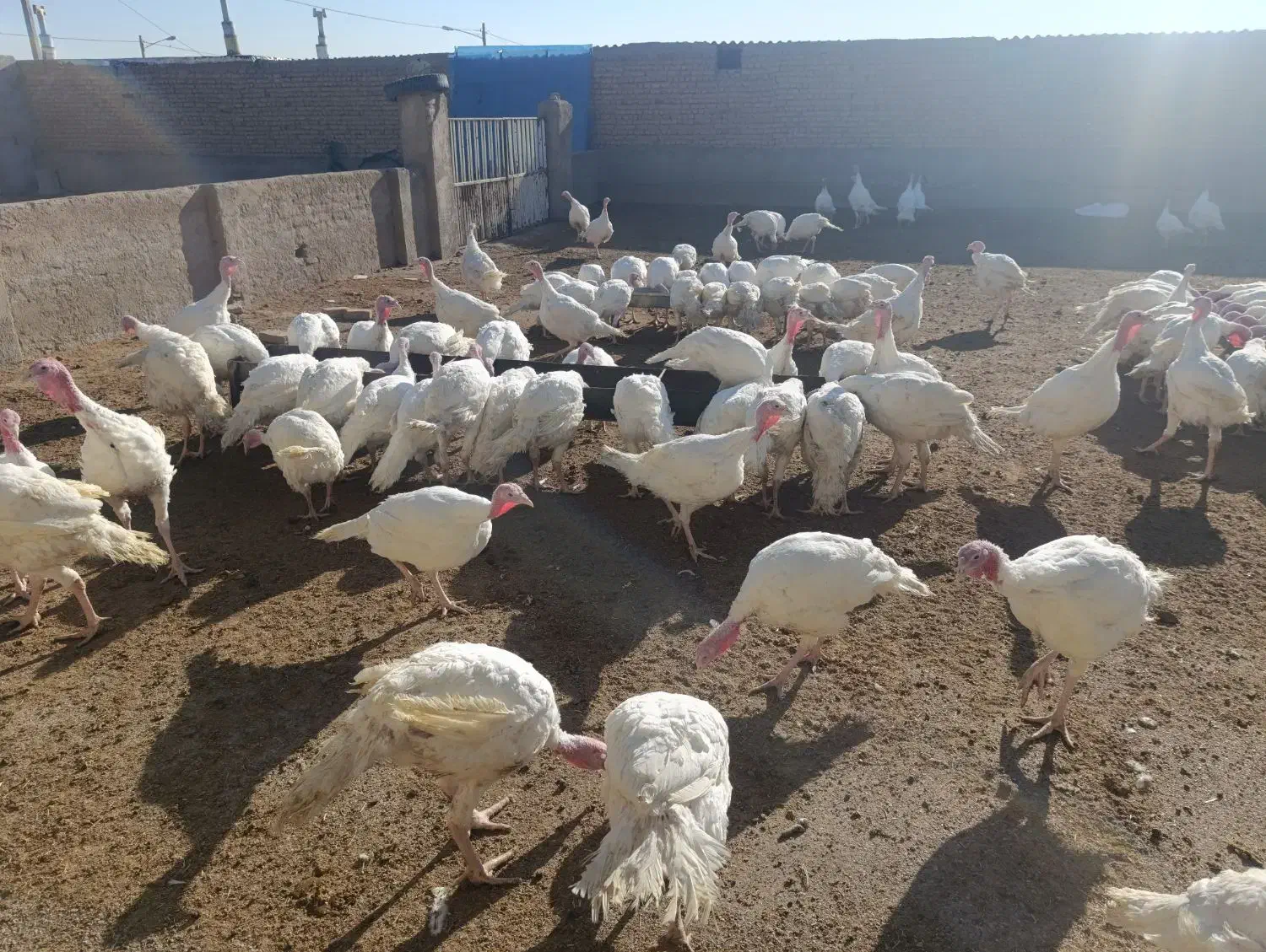 بوقلمون|حیوانات مزرعه|قوچان, |دیوار