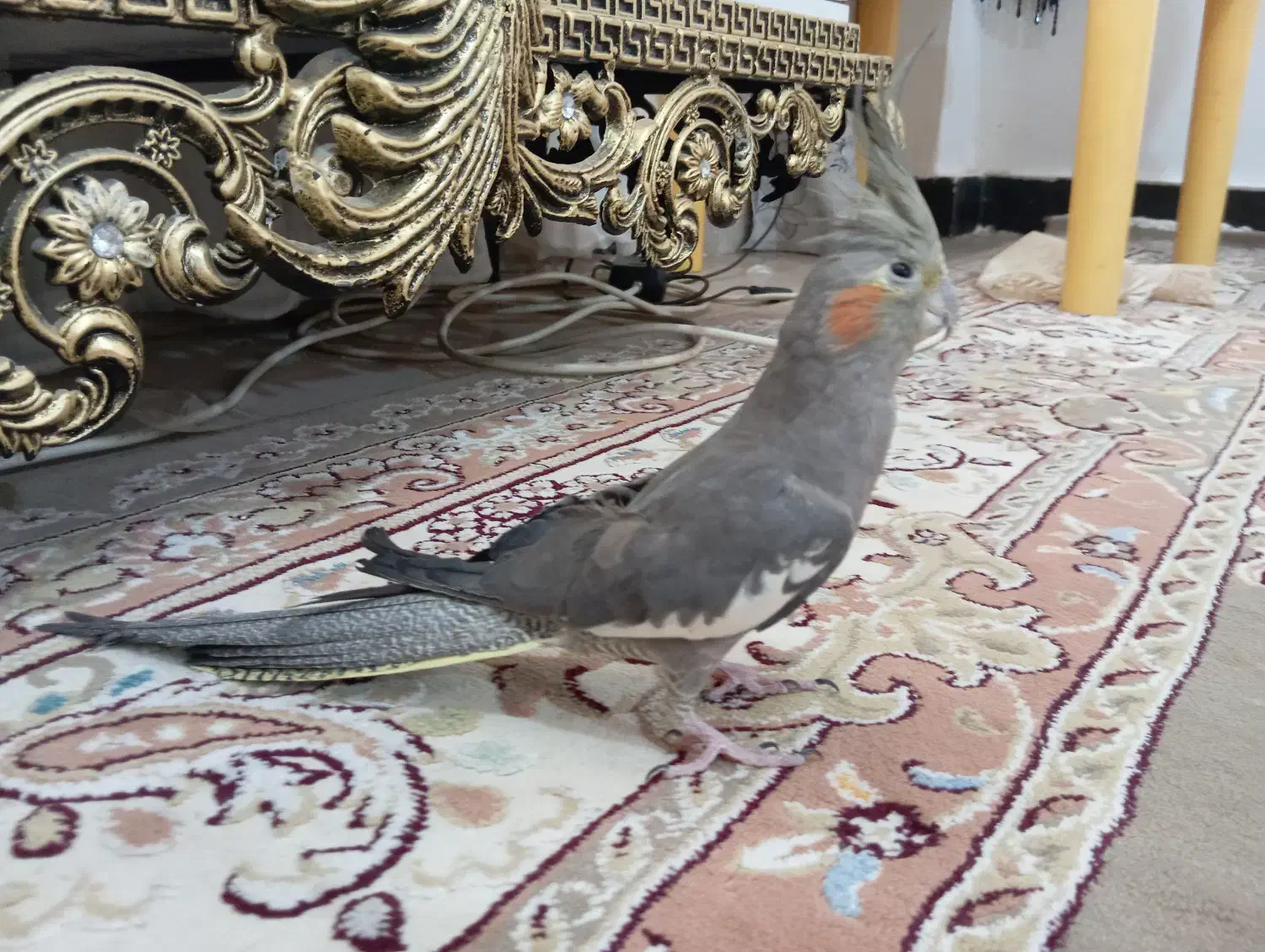 عروس هلندی ماده|پرنده|نورآباد, |دیوار