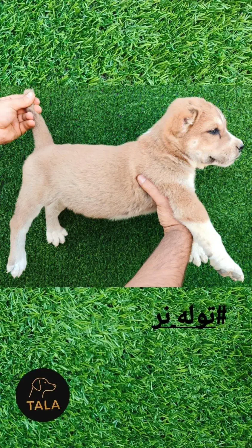 واگذاری|سگ|فردوس (خراسان), |دیوار