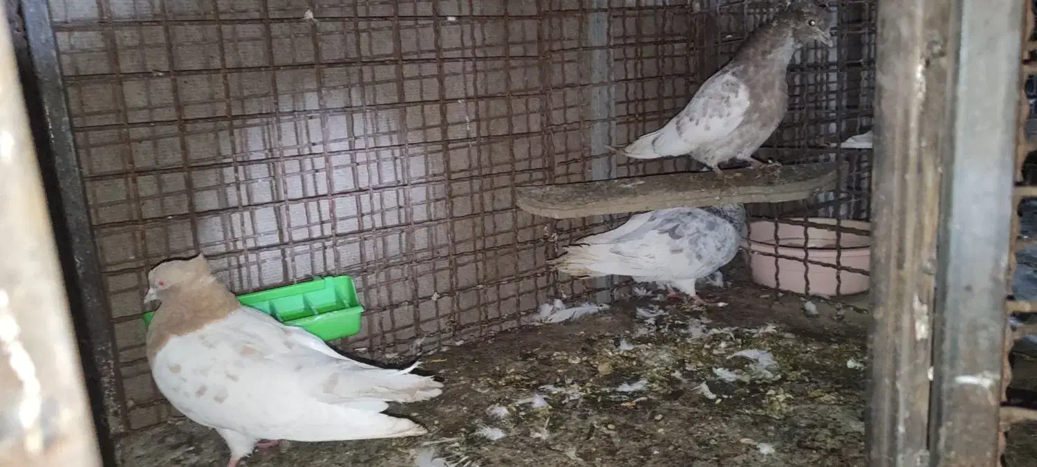 کبوترکله ای|پرنده|لردگان, |دیوار