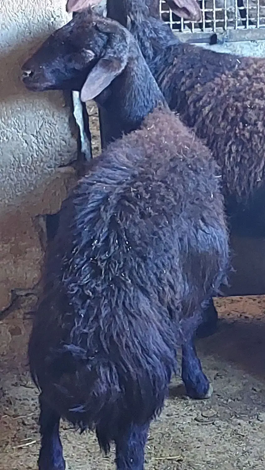 بره نر|حیوانات مزرعه|سنندج, |دیوار