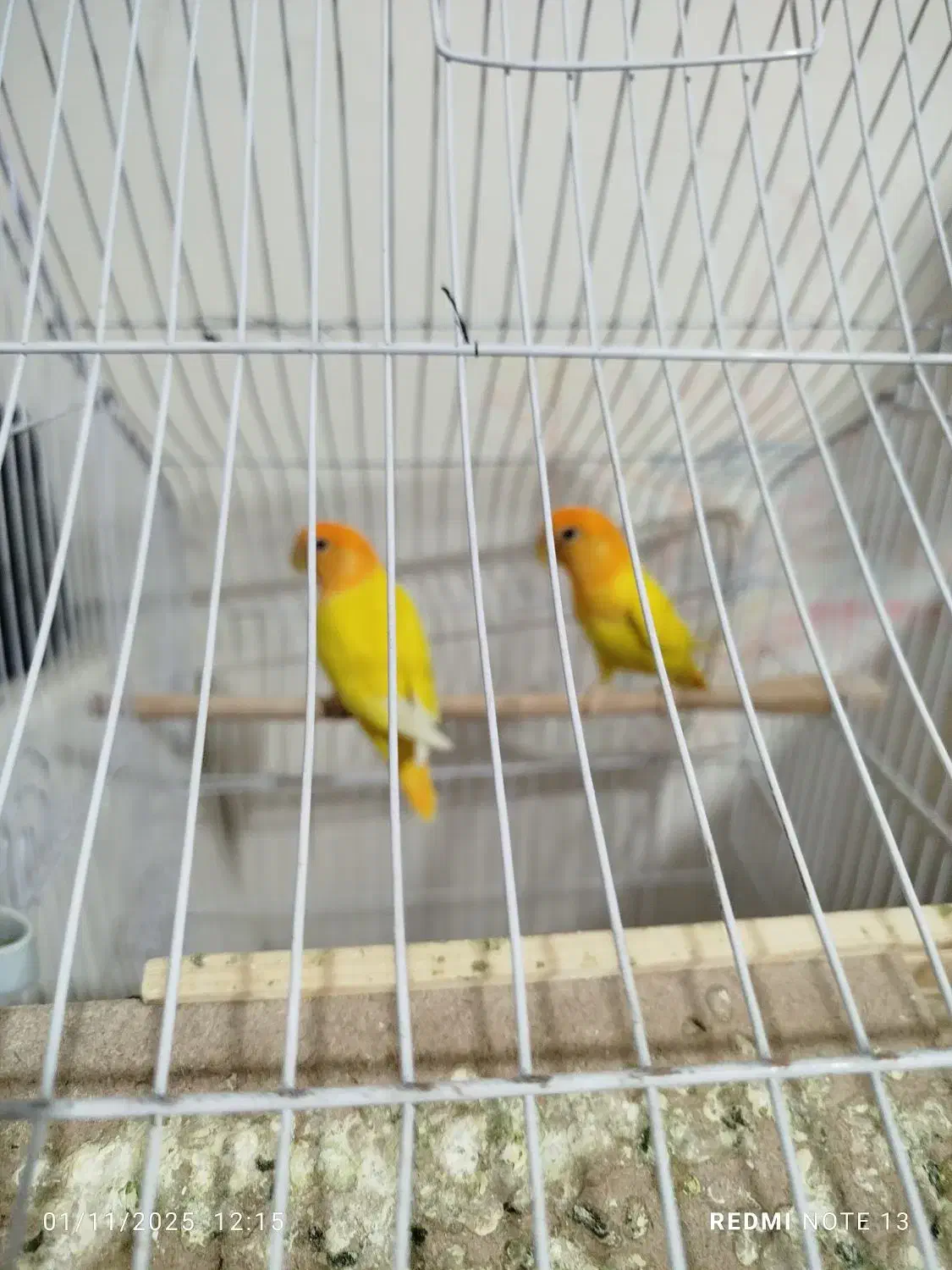 یک جفت طوطی کوتوله|پرنده|زاهدان, |دیوار