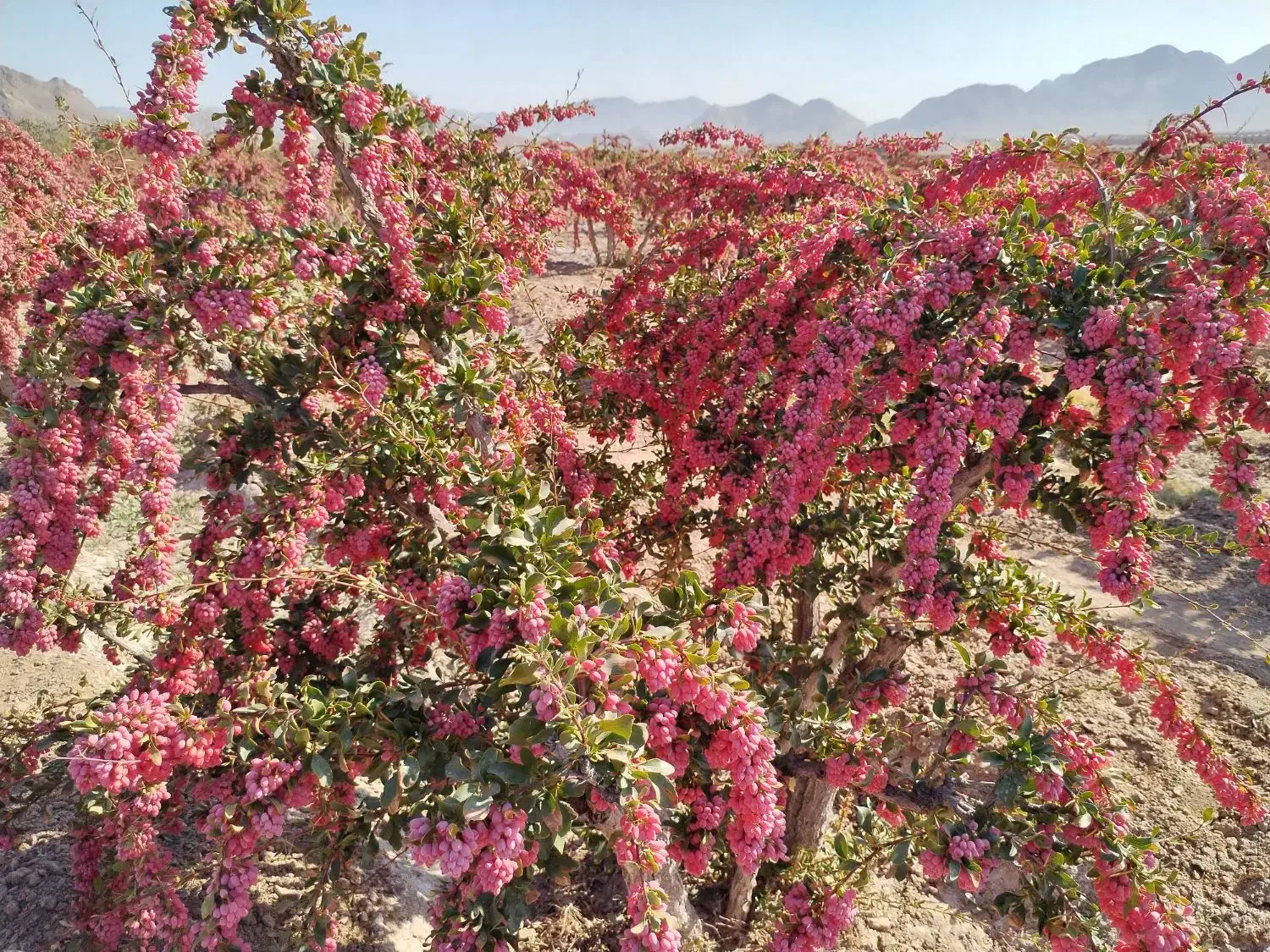 زرشک درجه یک قاین|خوردنی و آشامیدنی|مشهد, جاهد شهر|دیوار