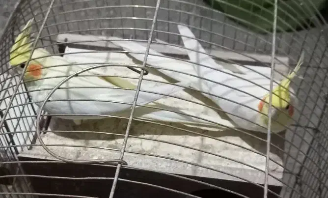 ۱۰تا عروس|پرنده|بروجرد, |دیوار