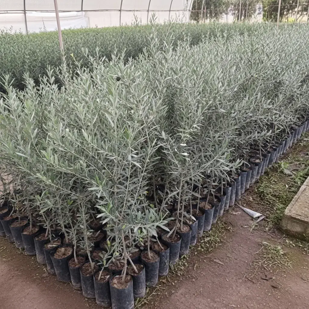 فرصت سودآور، نهال زیتون اصل، ویژه خریداران ســریع|گل و گیاه طبیعی|بازرگان, |دیوار