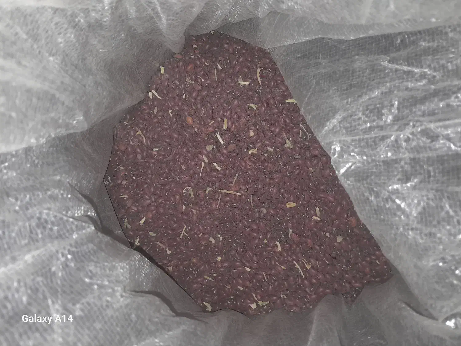 لوبیا|عمده‌فروشی|سریش آباد, |دیوار