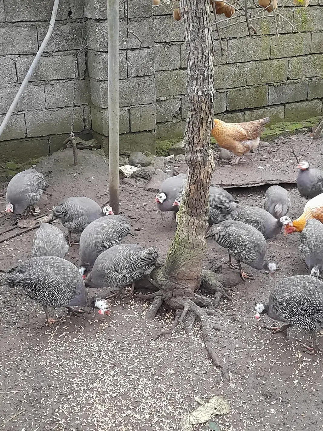 مرغ شاخدار|حیوانات مزرعه|حویق, |دیوار