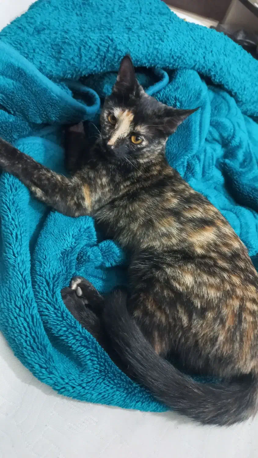 گربه مشکی|گربه|اسفراین, |دیوار