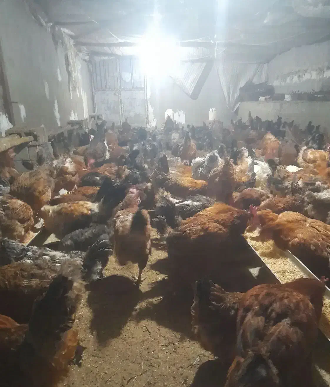 فروش مرغ محلی گلپایگان|حیوانات مزرعه|اشنویه, |دیوار