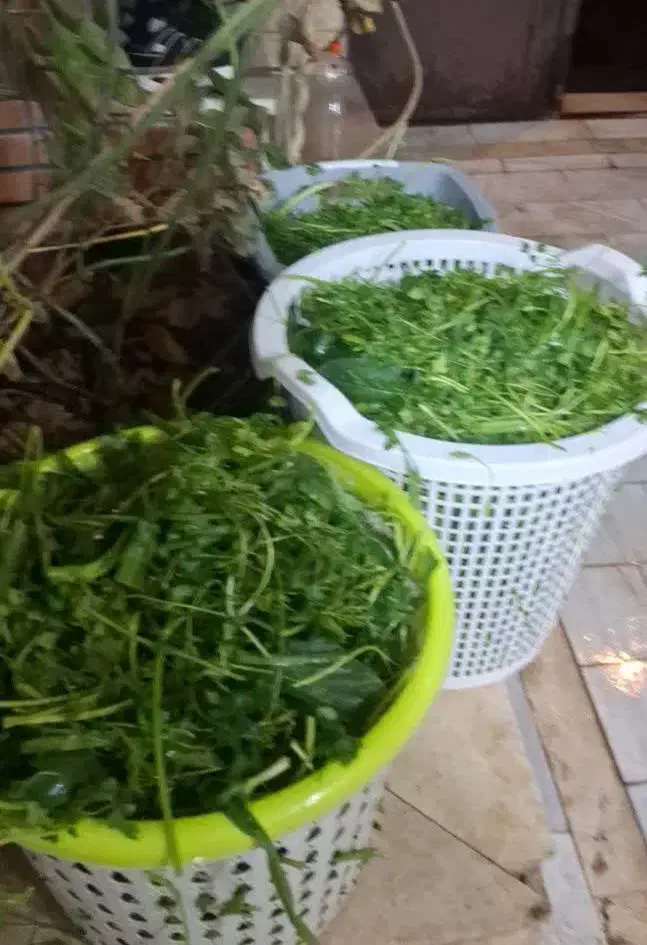 انواع و اقسام سبزی های سعادت|خوردنی و آشامیدنی|قنوات, |دیوار