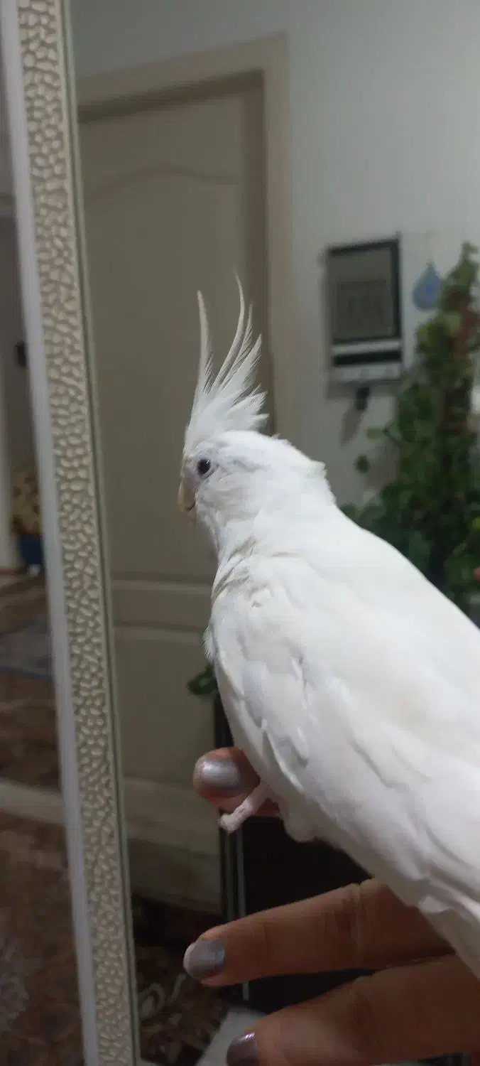 عروس هنلدی آلبینیو چشم شرابی|پرنده|لنگرود, |دیوار