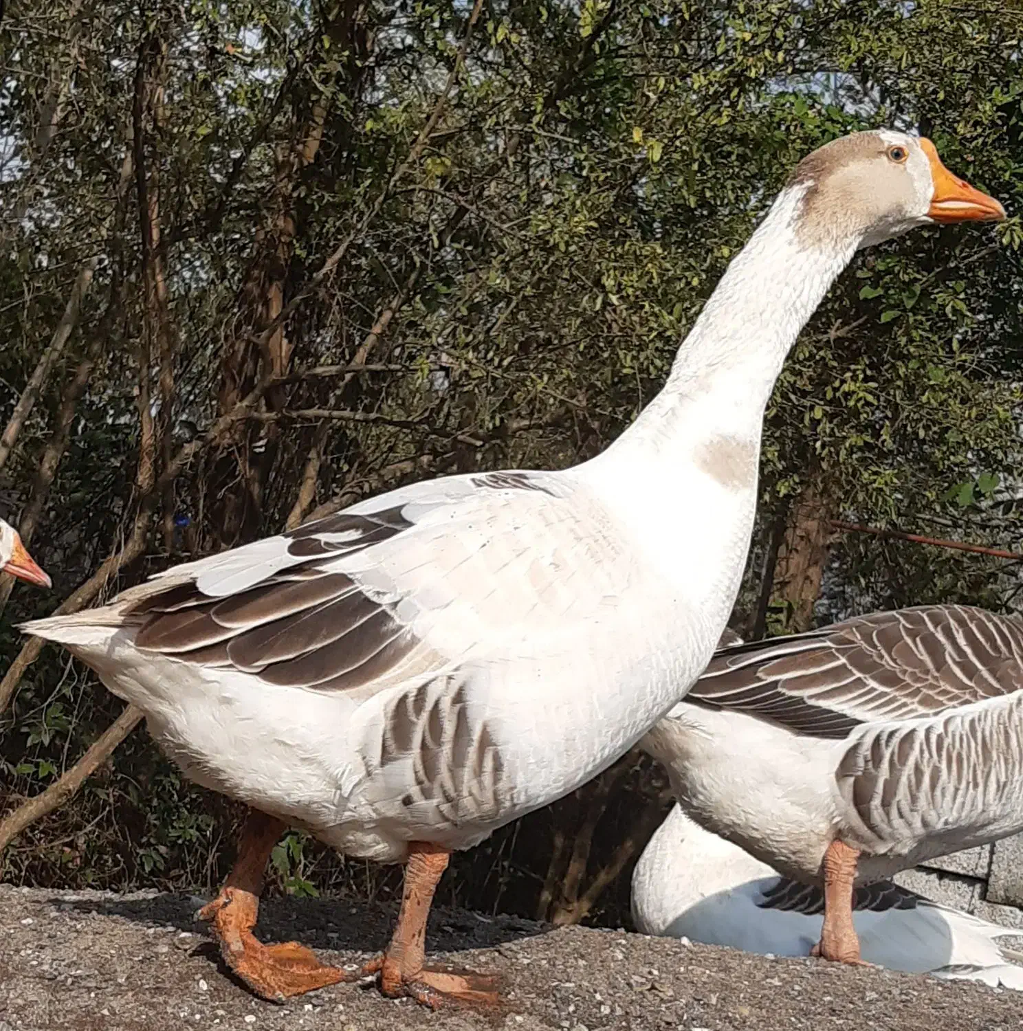 غاز|حیوانات مزرعه|سنگر, |دیوار