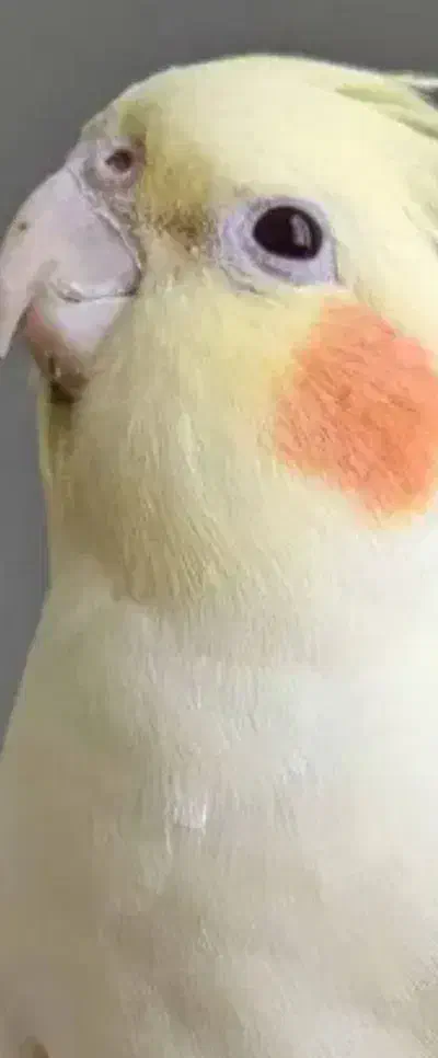 پرنده قم شده|حیوانات|اردبیل, |دیوار