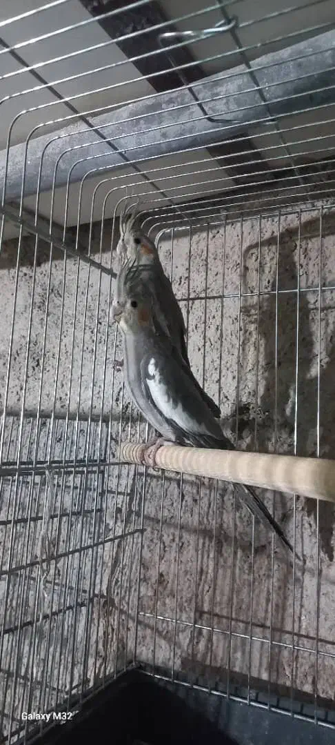 عروس هلندی|پرنده|دره شهر, |دیوار