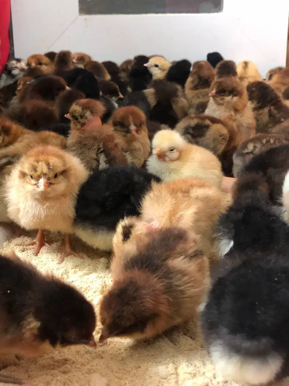 جوجه نژاد دار و محلی|حیوانات مزرعه|تربت جام, جامی|دیوار