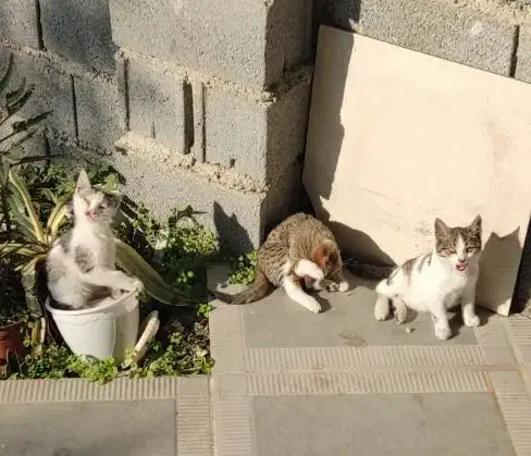 واگذاری گربه|گربه|خرمآباد (تنکابن), |دیوار