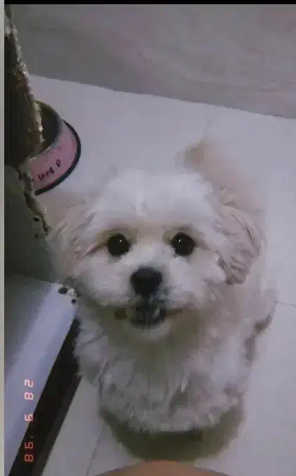 شیتزو|سگ|گرگان, |دیوار