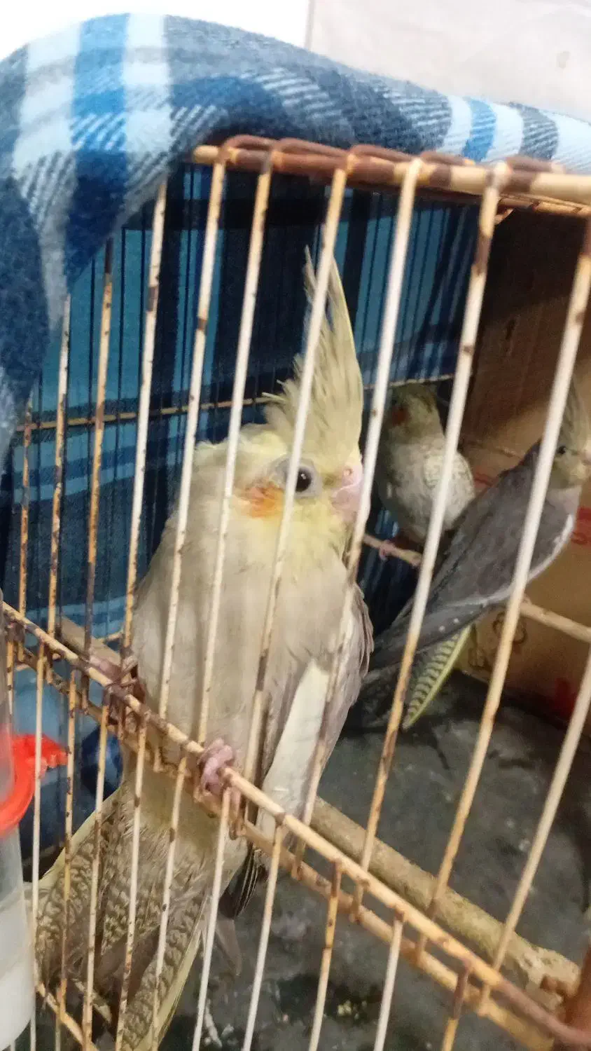 جوجه عروس هلندی|پرنده|مهران (ایلام), |دیوار