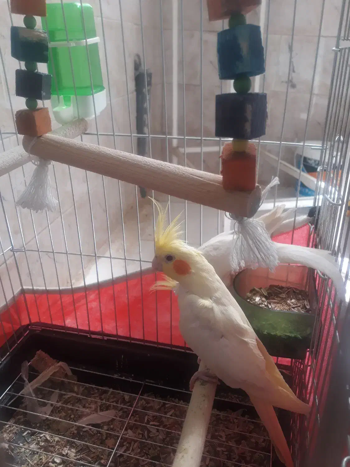 عروس هلندی|پرنده|کرمانشاه, |دیوار