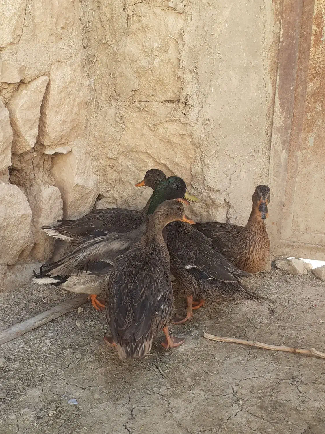 اردک کله سبز اصل کوهی|حیوانات مزرعه|کوهدشت, |دیوار