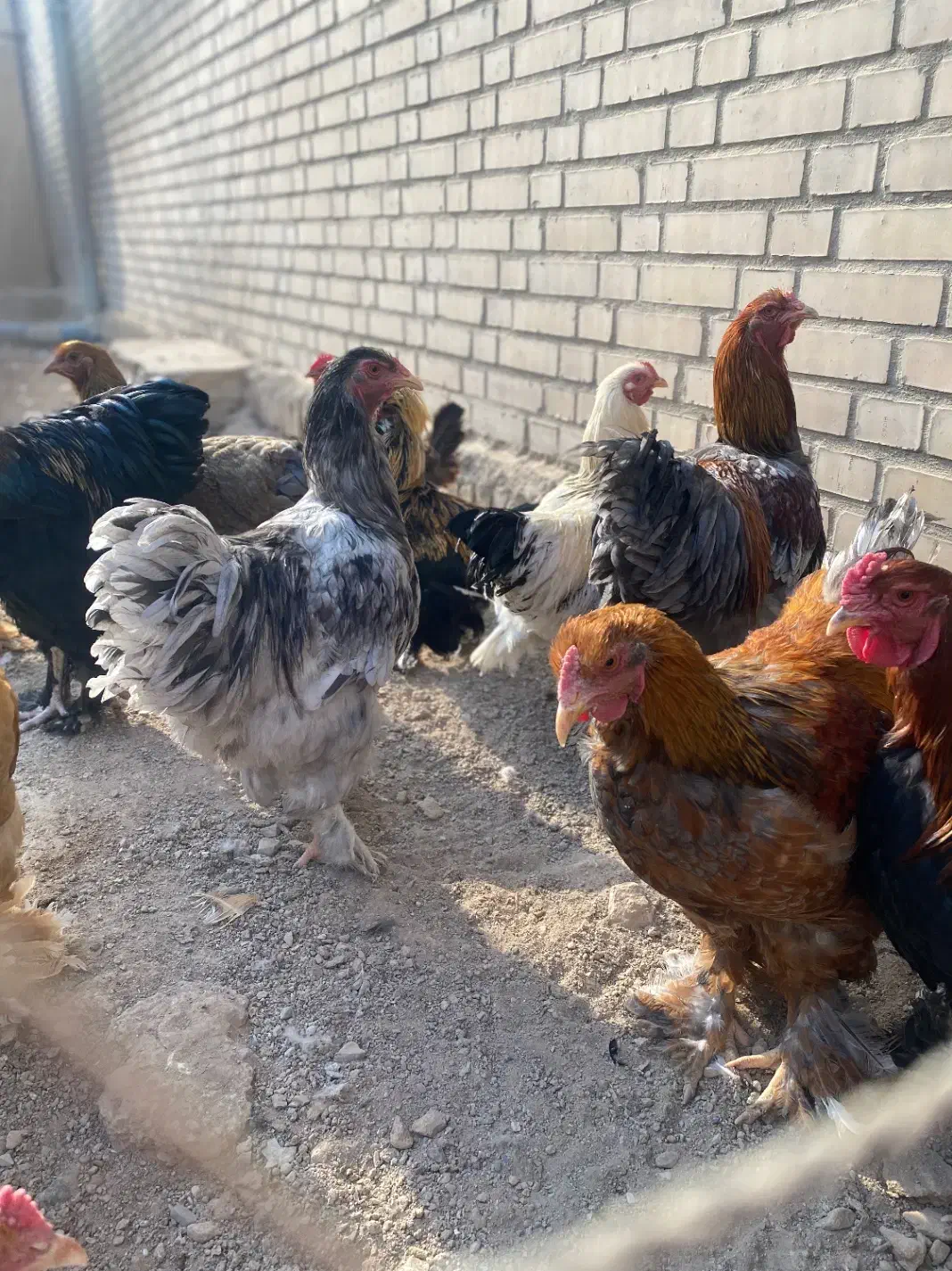 خروس برهما|حیوانات مزرعه|کهریزک, |دیوار