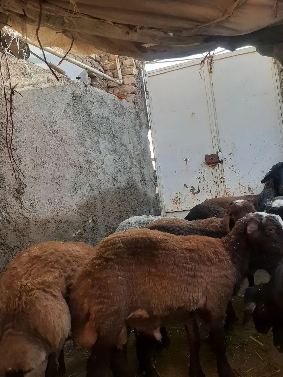 بره چاق تمام گوشت|حیوانات مزرعه|کهن آباد, |دیوار