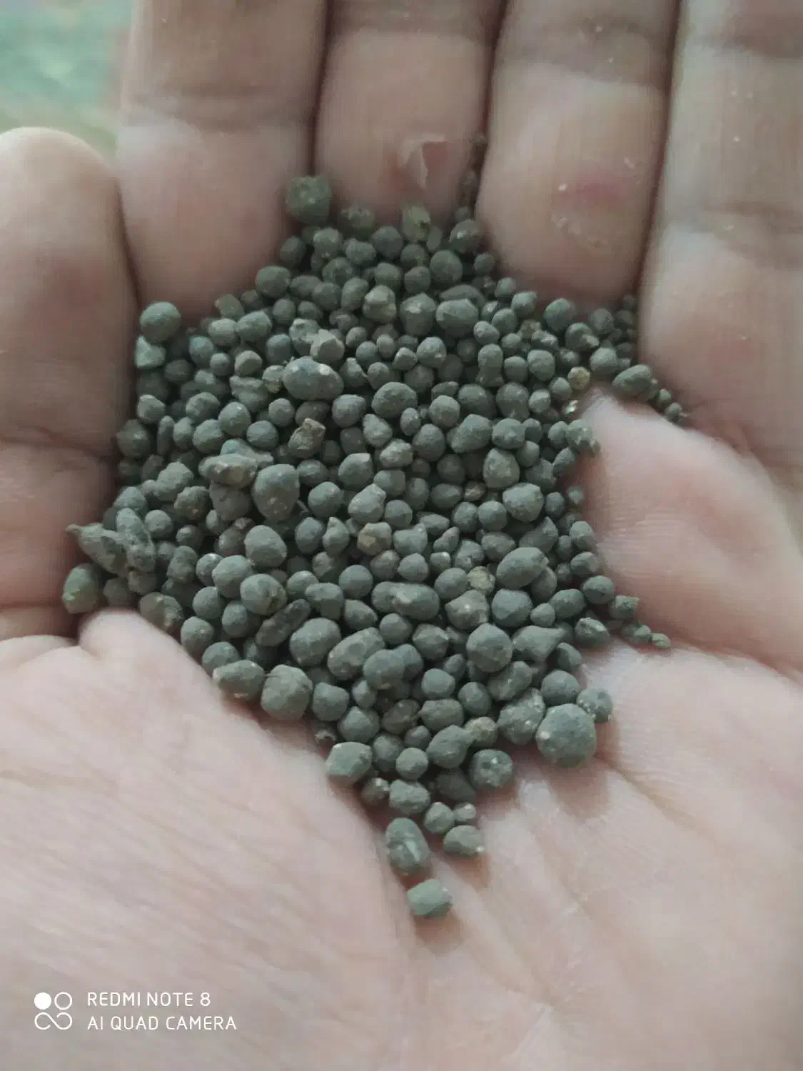 کود شیمیایی موزی شکلاتی چینی اصلی|گل و گیاه طبیعی|کرخه, |دیوار