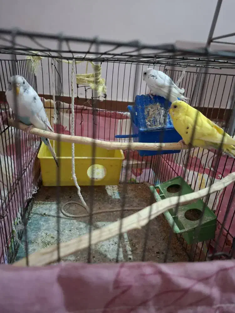 مرغ عشق|پرنده|ایذه, |دیوار