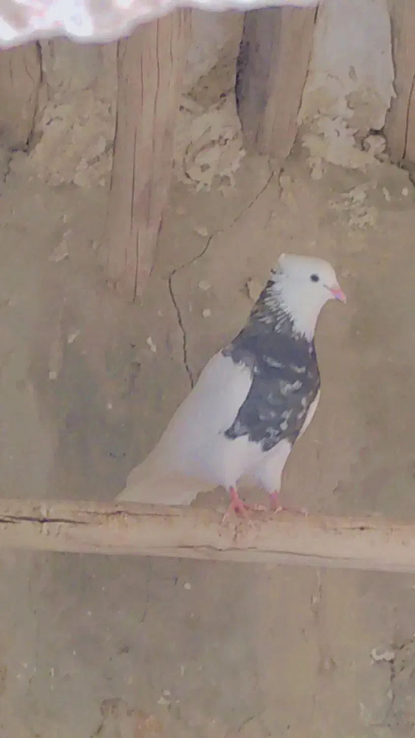 طوقی اجری9عدد|پرنده|بستک, |دیوار