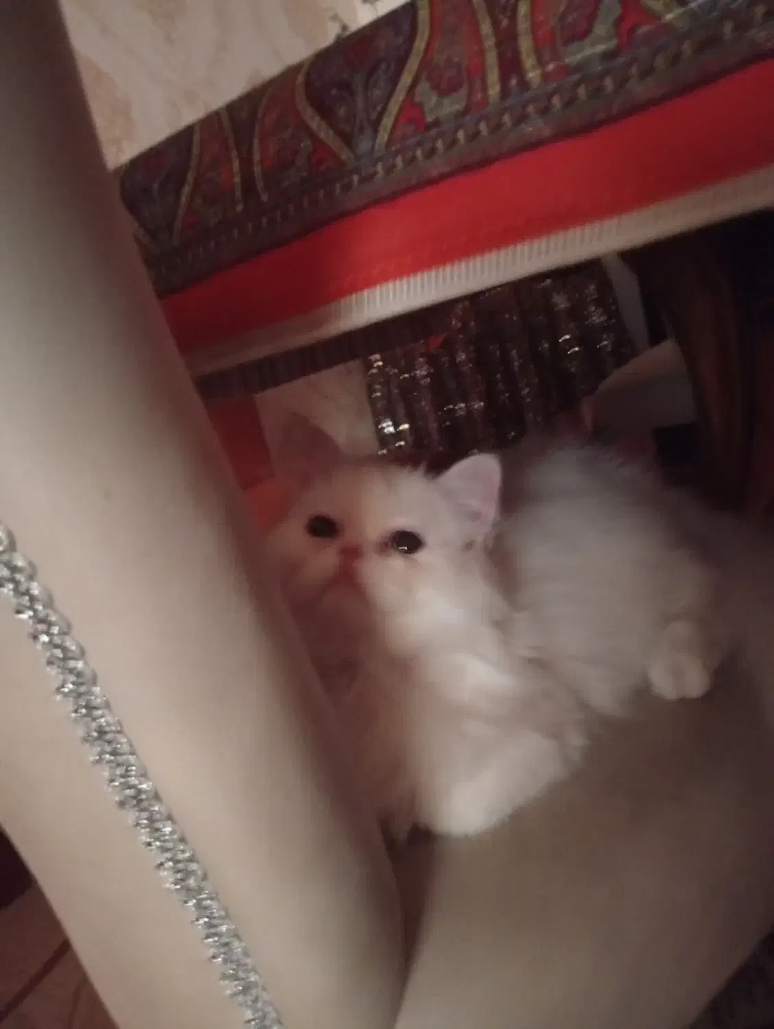 گربه پرشین نر شیش ماهه|گربه|بابل, |دیوار