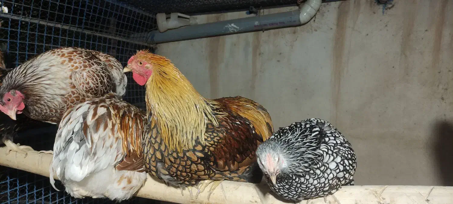 تخم نطفه دار  و جوجه برهما .ویاندوت و گلین|حیوانات مزرعه|سبزوار, صالح آباد|دیوار