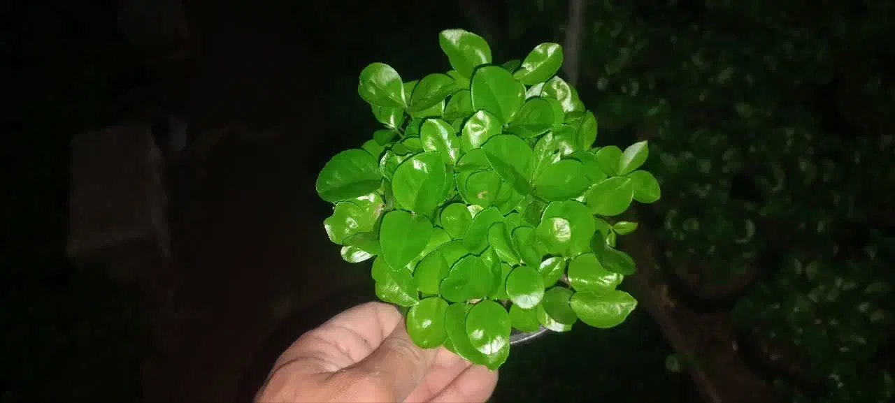 سبزه نارنج|گل و گیاه طبیعی|گتاب, |دیوار