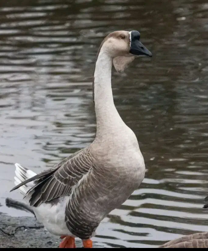 ۳عدد قوغاز ۲عدد ماده ۱عدد نر غبغب دار هستن|حیوانات مزرعه|رباطکریم, رباطکریم|دیوار