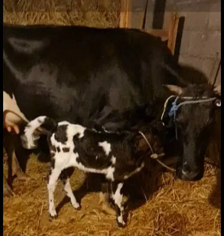 گمشده|حیوانات|رشت, لاکان|دیوار