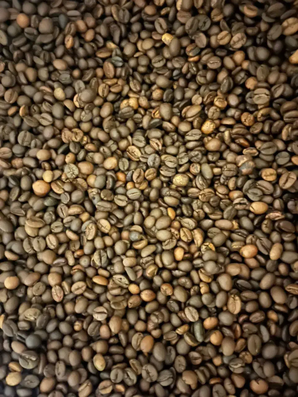 فروش قهوه روبوستا و عربیکا|خوردنی و آشامیدنی|هشتگرد, طاووسیه|دیوار