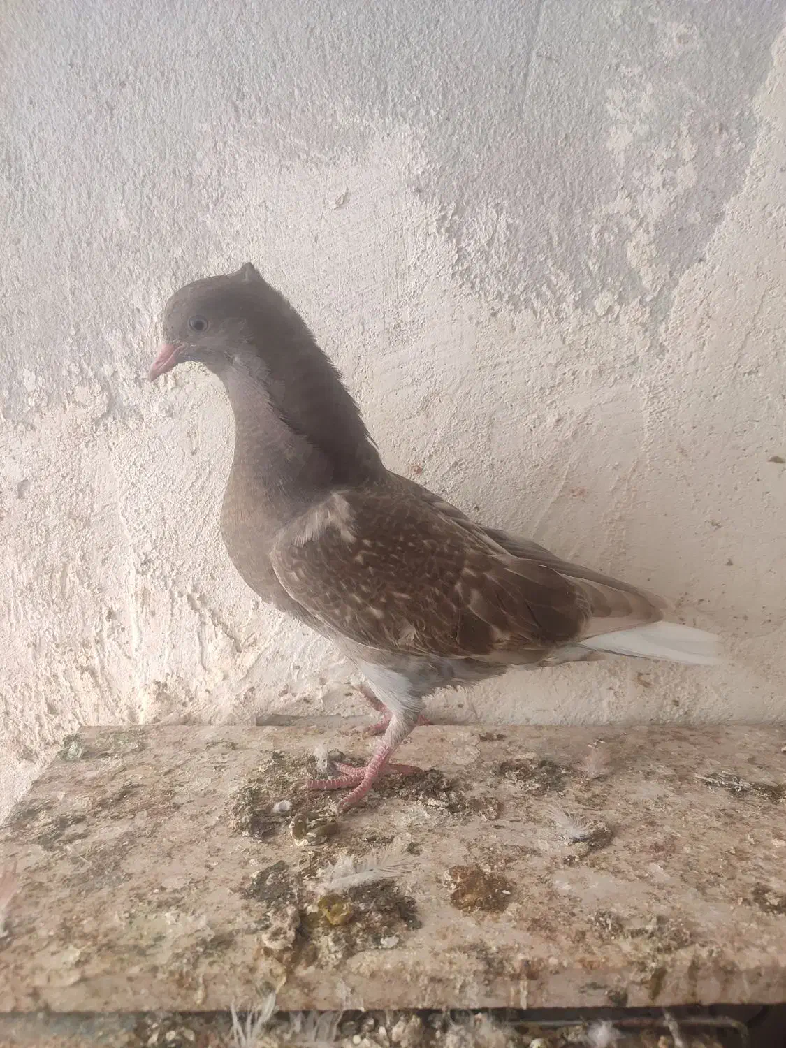 چندتا حیوون خوب وبه قیمت|پرنده|تربت جام, مطهری|دیوار