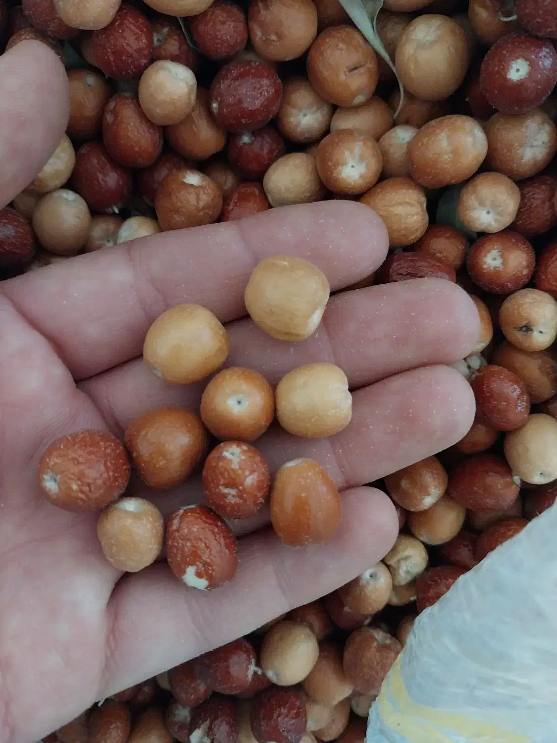 سنجد|خوردنی و آشامیدنی|شیراز, کوشک میدان|دیوار