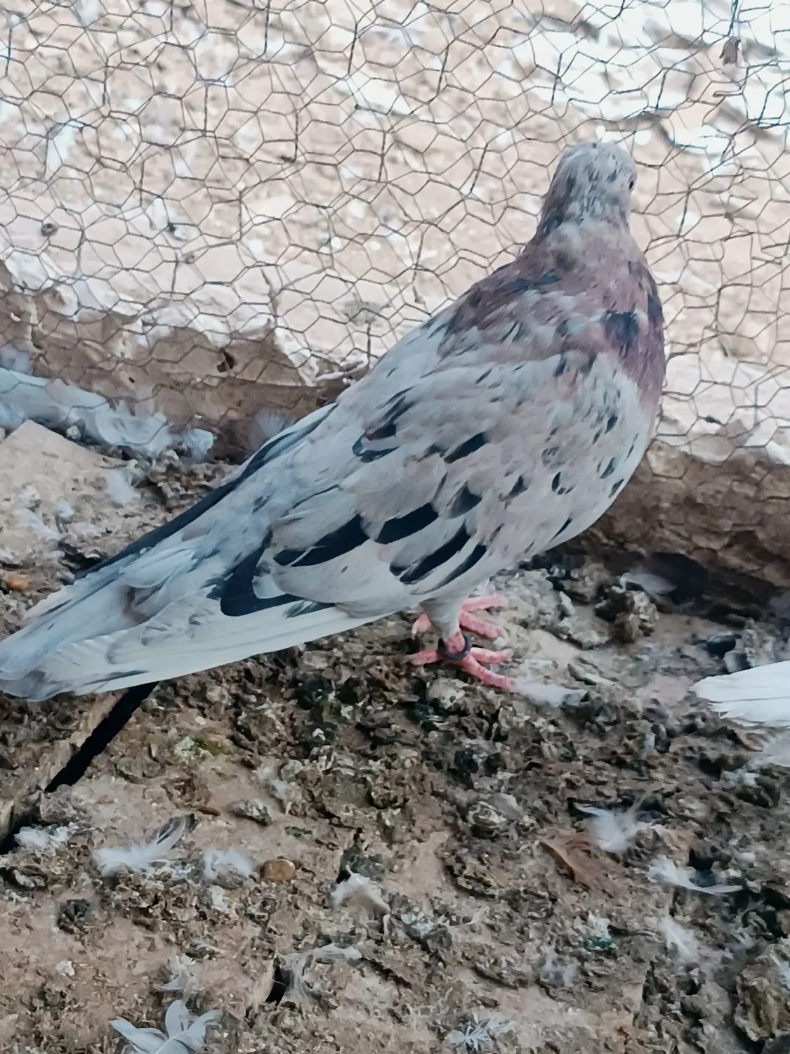 سرور|پرنده|کاشان, کارگر|دیوار