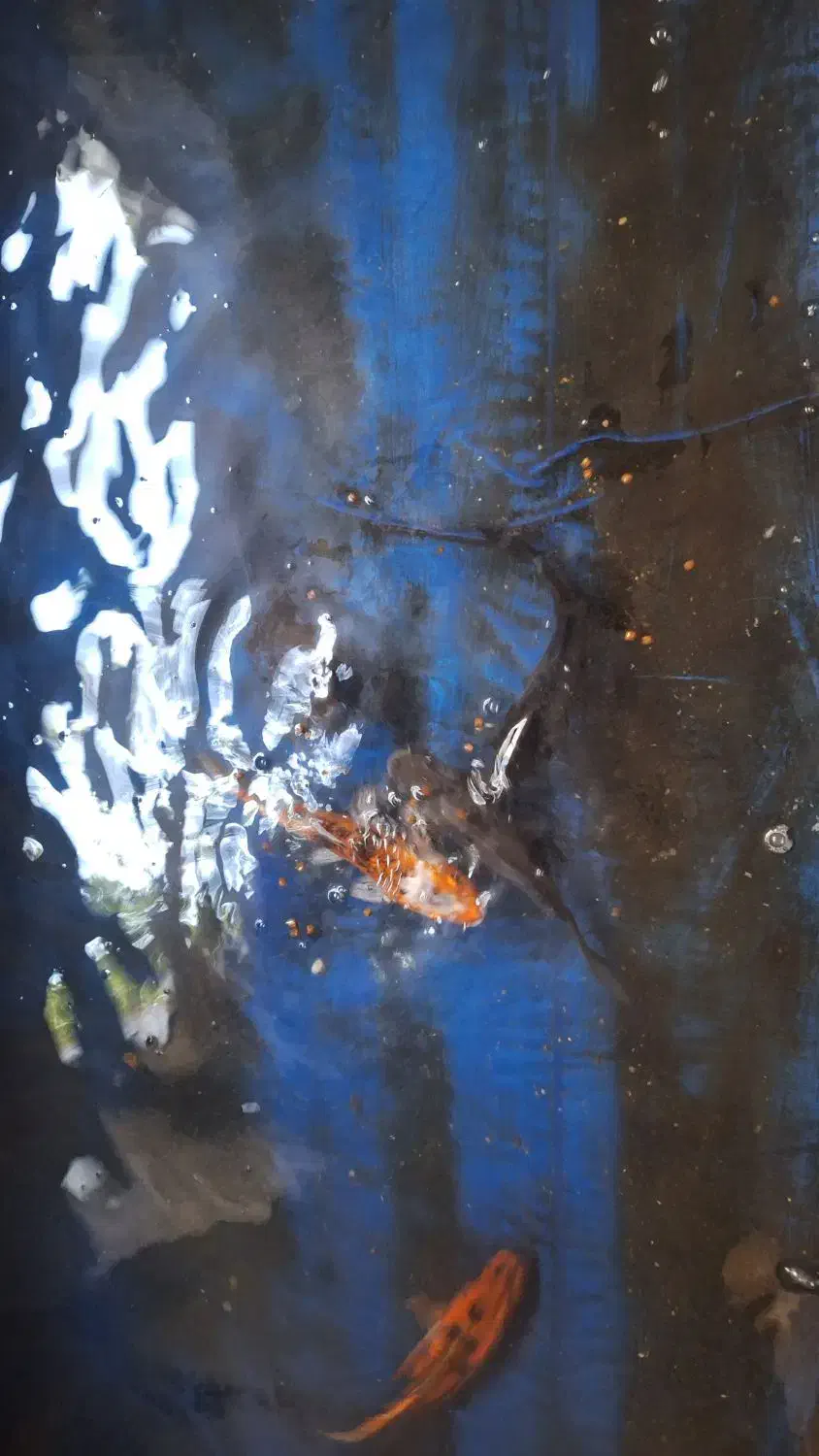 ماهی کوی بزرگ سالم خونگی|ماهی|اصفهان, نصرآباد|دیوار