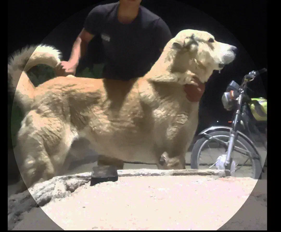 سگ گم شده|سگ|لیلان, |دیوار