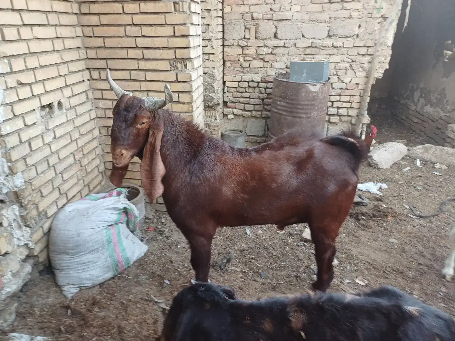 نر افغانی|حیوانات مزرعه|خرمشهر, |دیوار