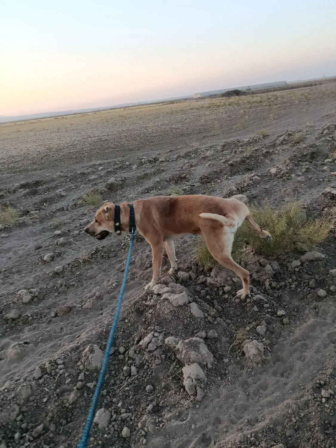 سگ سرابی|سگ|فریمان, |دیوار