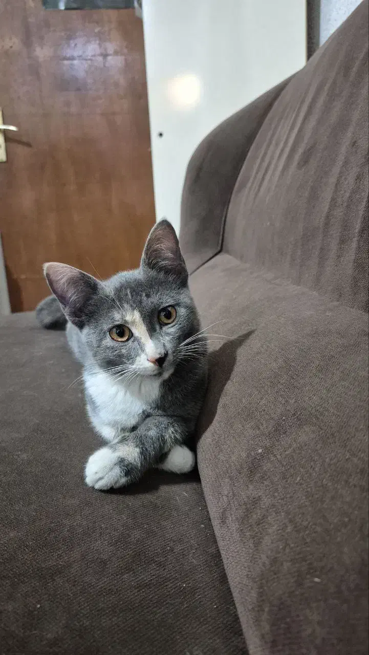 واگزاری گربه|گربه|لاهیجان, گلستان|دیوار