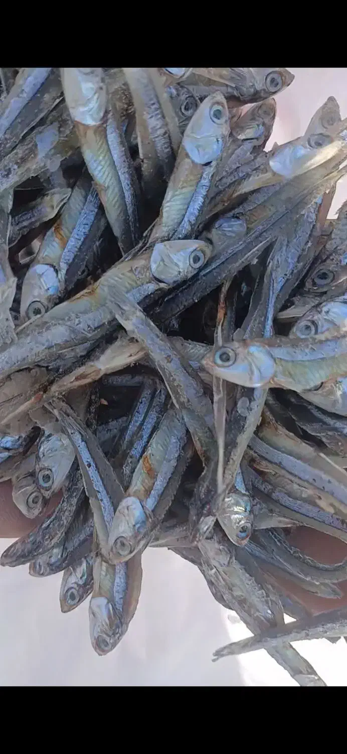 ماهی متوتا|ماهی|جهرم, |دیوار