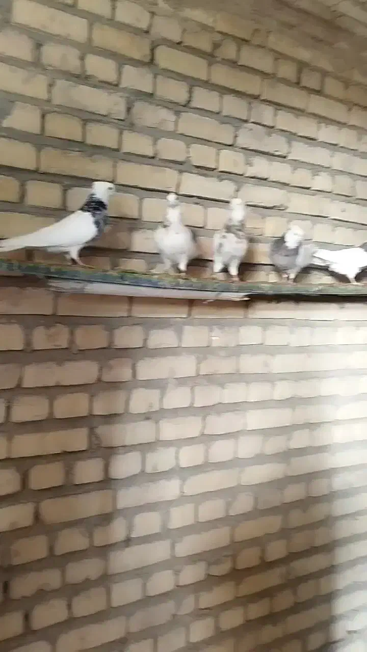 کبوتر طوقی|پرنده|ورزنه, |دیوار