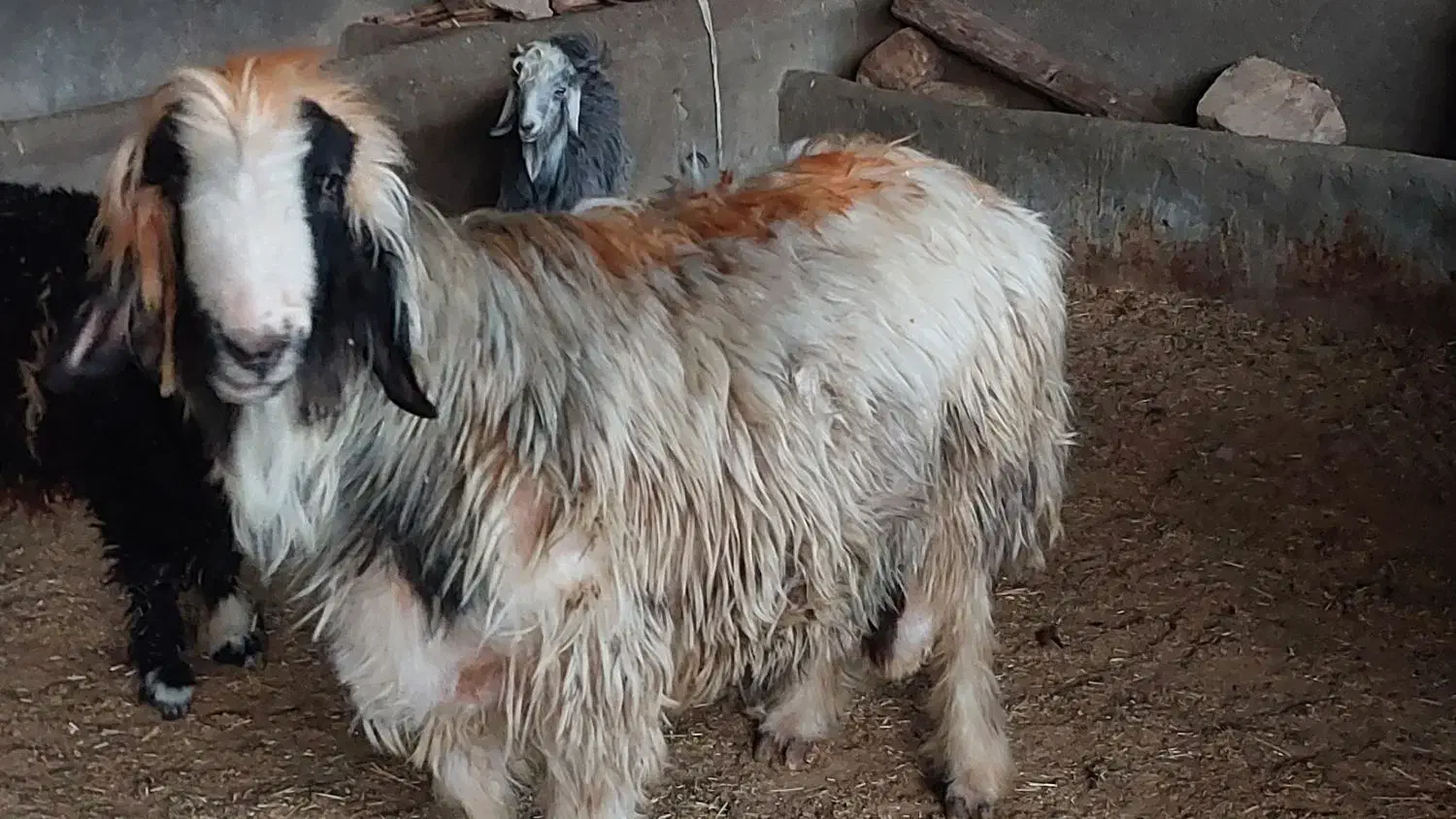 قوچ و شی شک قوچ وبز|حیوانات مزرعه|اندیمشک, |دیوار